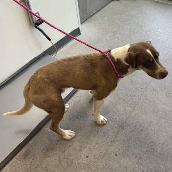 110914 -  Mixed Breed Dog for Adoption in Las Cruces, New Mexico - 110914 | PetCurious