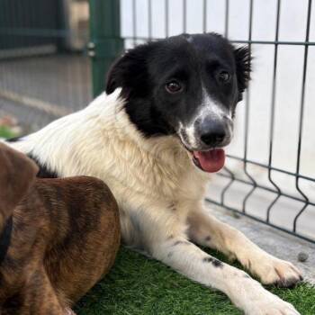 Border Collie and Rat Terrier Dogs Available for Adoption in New York, New York - DAISY BUG (out Of Town) | PetCurious