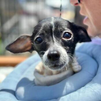 DINKY -  Chihuahua Dog for Adoption in San Francisco, California - DINKY | PetCurious