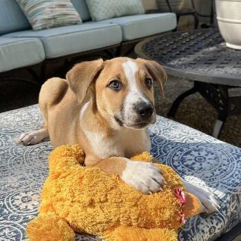 Rescue Australian Cattle Dog Blue Heeler Dogs for Adoption in Austin, Texas - Sullivan JuM | PetCurious