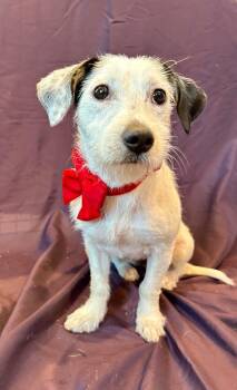 Lark -  Wirehaired Terrier and Mixed Breed Dog for Adoption in Cape Coral, Florida - Lark | PetCurious