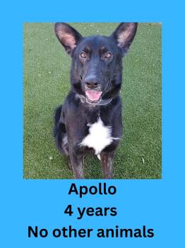 Apollo -  German Shepherd Dog Dog for Adoption in Ravenna, Ohio - Apollo | PetCurious