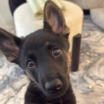 Lala La Flora -  German Shepherd Dog and Mixed Breed Dog for Adoption in Los Angeles, California - Lala La Flora | PetCurious