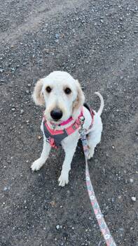 Labradoodle Dogs Available for Adoption in Floyd, Virginia - Honey | PetCurious