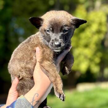 German Shepherd Dog Dogs Available for Adoption - Ellie | PetCurious