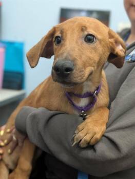 TUCKER -  Mixed Breed Dog for Adoption in Dallas, Texas - TUCKER | PetCurious