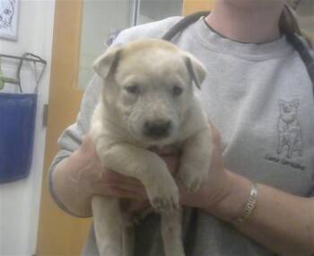 Australian Cattle Dog Blue Heeler and Mixed Breed Dogs Available for Adoption in Albuquerque, New Mexico - DAFFODIL | PetCurious