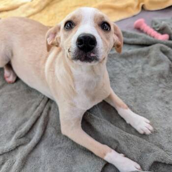Pearle -  Beagle and Hound Dog for Adoption in Bella Vista, Arkansas - Pearle | PetCurious
