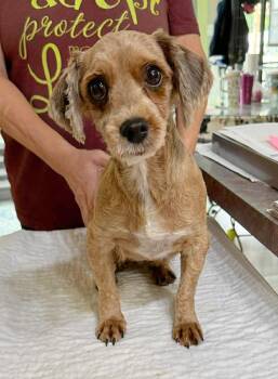 Havanese Dogs Available for Adoption in Benton, Louisiana - Missoula (NOT YET AVAILABLE) | PetCurious