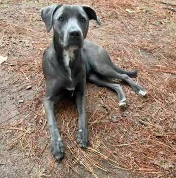 Chimney -  Labrador Retriever Dog for Adoption in Little Rock, Arkansas - Chimney | PetCurious
