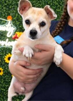 Max -  Chihuahua Dog for Adoption in Irmo, South Carolina - Max | PetCurious