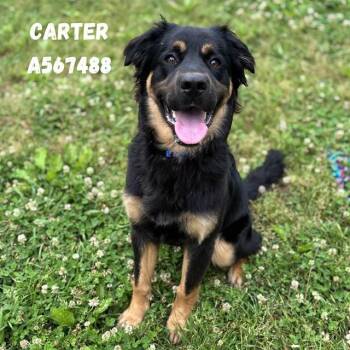 Flat Coated Retriever and Mixed Breed Dogs Available for Adoption - CARTER | PetCurious