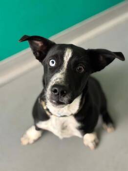 A256244 -  Border Collie and Mixed Breed Dog for Adoption in Visalia, California - A256244 | PetCurious