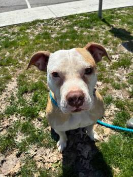 Mixed Breed Dogs Available for Adoption in Rochester, New York - Layla | PetCurious