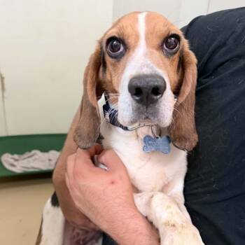 Beagle Dogs Available for Adoption in Chino Hills, California - Angelica Kauffman - Chino Hills Location | PetCurious