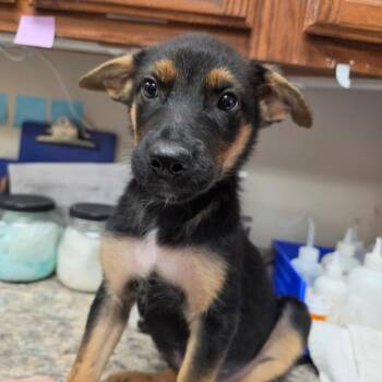 Romane - 071802U -  Shepherd and Mixed Breed Dog for Adoption in Tupelo, Mississippi - Romane - 071802U | PetCurious
