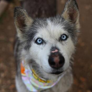 KUNG LAO -  Husky Dog for Adoption in San Antonio, Texas - KUNG LAO | PetCurious
