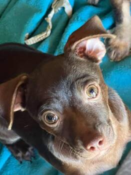 Baby -  Chihuahua Dog for Adoption in Phoenix, Arizona - Baby | PetCurious