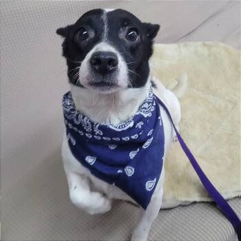 Chihuahua Dogs Available for Adoption in Manchester, New Hampshire - Fezzik In NH. Come Meet Our Adoptable Dogs Wednesday-Saturday. M | PetCurious