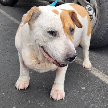 Wilbur A1143803 Scalia -  American Foxhound Dog for Adoption in Las Vegas, Nevada - Wilbur A1143803 Scalia | PetCurious