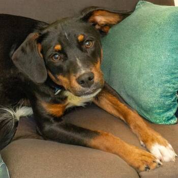 Beagle and Mixed Breed Dogs Available for Adoption in St. Louis, Missouri - FLANNEL | PetCurious