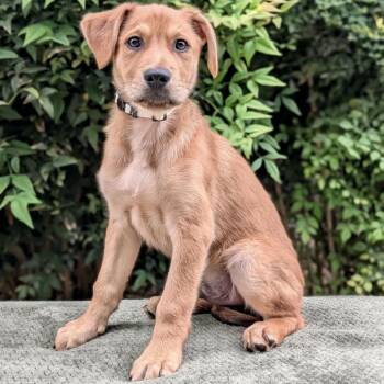 German Shepherd Dog and Retriever Dogs Available for Adoption in Tyrone, Georgia - St. Pete 05-0910 | PetCurious