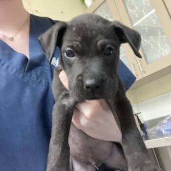 King -  Pit Bull Terrier Dog for Adoption in Galveston, Texas - King | PetCurious