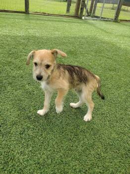 Rye -  Chihuahua and Schnauzer Dog for Adoption in Winter Garden, Florida - Rye | PetCurious