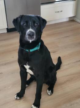 Black Labrador Retriever Dogs Available for Adoption - Jerry | PetCurious