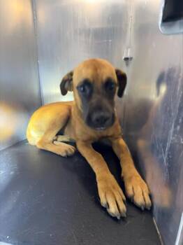 GRETCHEN -  Hound Dog for Adoption in San Antonio, Texas - GRETCHEN | PetCurious