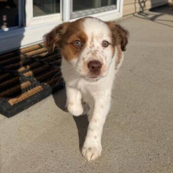 Australian Shepherd and Border Collie Dogs Available for Adoption - Miss Piggy | PetCurious