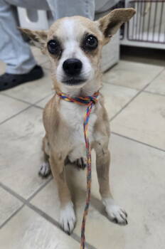Rescue Chihuahua Dogs for Adoption in El Centro, California - King | PetCurious