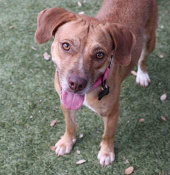 Rosalee -  Beagle Dog for Adoption in Southlake, Texas - Rosalee | PetCurious