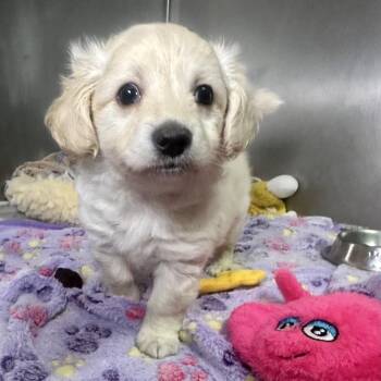 Chihuahua Dogs Available for Adoption - Ranch | PetCurious