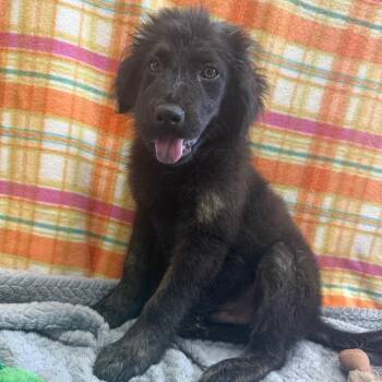 Louie 052710A -  Retriever and Shepherd Dog for Adoption in Amory, Mississippi - Louie 052710A | PetCurious
