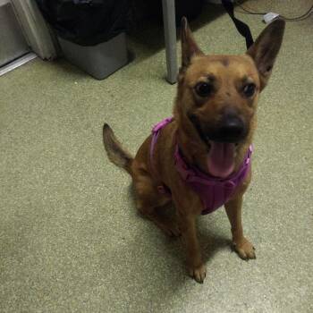 Love -  Belgian Shepherd Malinois and German Shepherd Dog Dog for Adoption in San Gabriel, California - Love | PetCurious