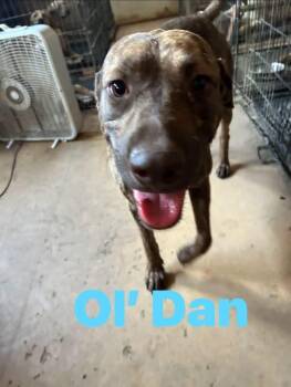 Ol Dan -  American Staffordshire Terrier Dog for Adoption in Pine Bluff, Arkansas - Ol Dan | PetCurious