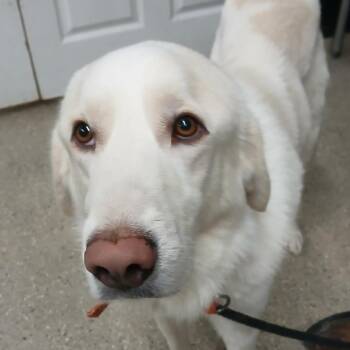 Great Pyrenees Dogs Available for Adoption - Jack | PetCurious