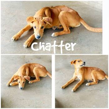 Chatter -  Hound and American Staffordshire Terrier Dog for Adoption in Saint James, Missouri - Chatter | PetCurious
