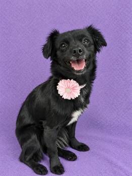 Maggie -  Chihuahua and Maltese Dog for Adoption in Lodi, California - Maggie | PetCurious