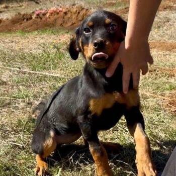 Bobbi -  Rottweiler Dog for Adoption in Portland, Oregon - Bobbi | PetCurious