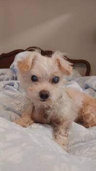 Shih Tzu and Maltese Dogs Available for Adoption in Bonifay, Florida - Milo | PetCurious