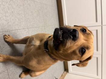 Rescue Mastiff and Terrier Dogs for Adoption in Shelbyville, Indiana - Vienna | PetCurious