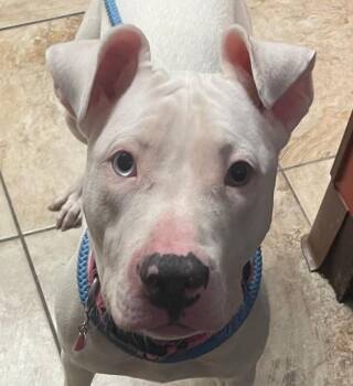 Miss Shimmy -  Mixed Breed Dog for Adoption in Cincinnati, Ohio - Miss Shimmy | PetCurious