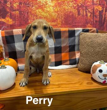 Perry (P litter) -  Great Pyrenees and Hound Dog for Adoption in Holly Springs, North Carolina - Perry (P Litter) | PetCurious