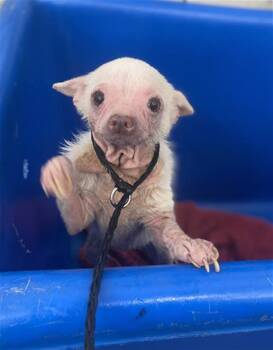 Mixed Breed Dogs Available for Adoption in Dallas, Texas - PINKY | PetCurious