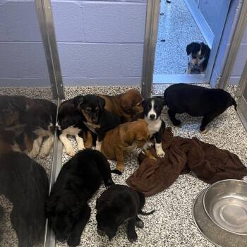 Poe -  Mixed Breed Dog for Adoption in Madisonville, Tennessee - Poe | PetCurious