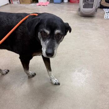 Beagle and Labrador Retriever Dogs Available for Adoption in York, Pennsylvania - YORK-Stray-15370 | PetCurious