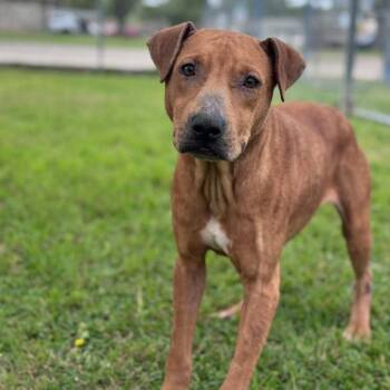 Bruce -  Mixed Breed Dog for Adoption in Springboro, Ohio - Bruce | PetCurious