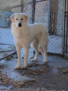 Rescue Great Pyrenees Dogs for Adoption in Lovelock, Nevada - Sherman (Teddy) | PetCurious